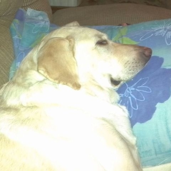 Meet your Posher, Shelly - Picture 1 of 1